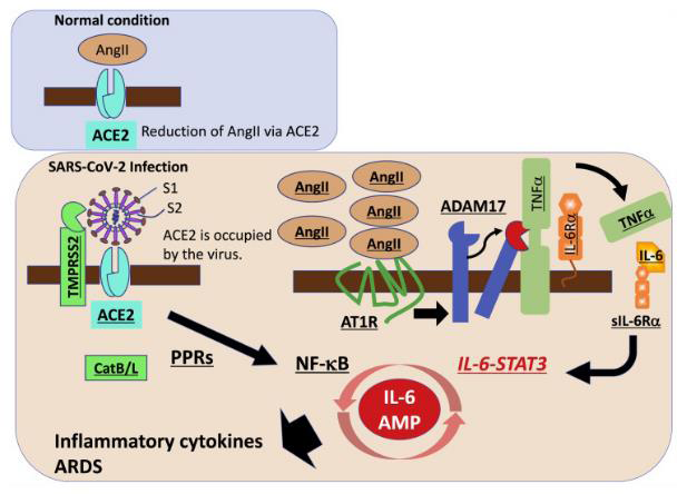 SARS COV-2 ANGIOTENSIN